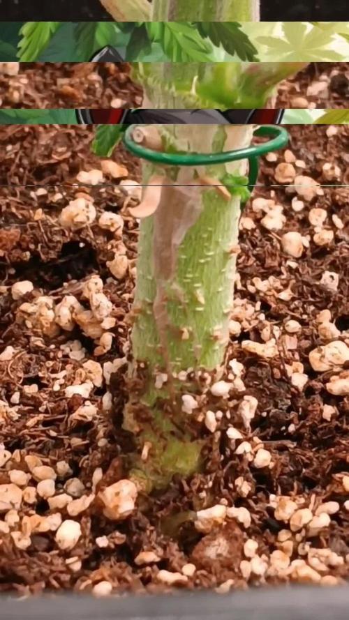 Sweet Amnesia Haze con CampaCavallo