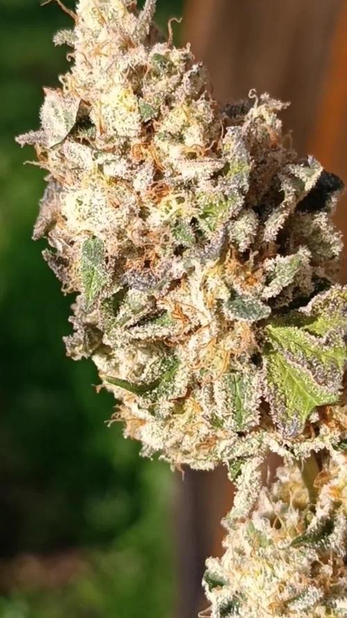 Lemon OG 🍋🌊 CampaCavallo tribute SSSC 💜
