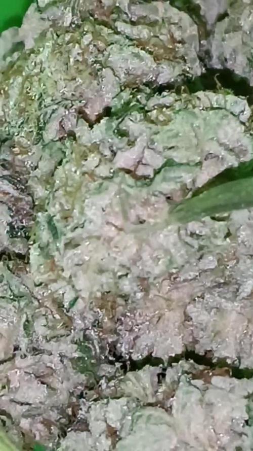 Lemon OG 🍋🌊 CampaCavallo tribute SSSC 💜