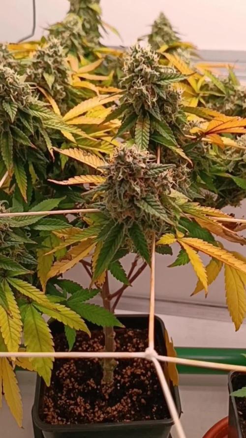 Sweet Amnesia Haze con CampaCavallo