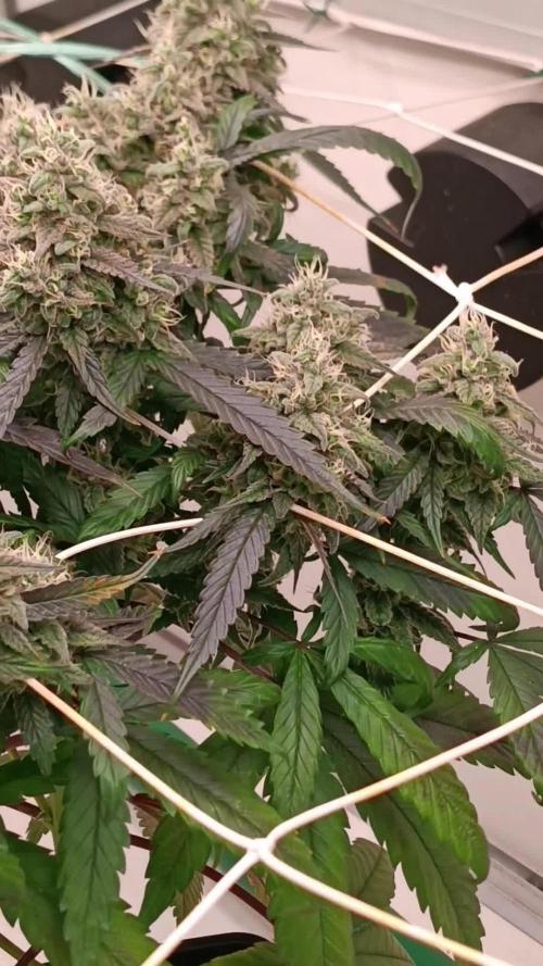 Mimosa Shot alla CampaCavallo