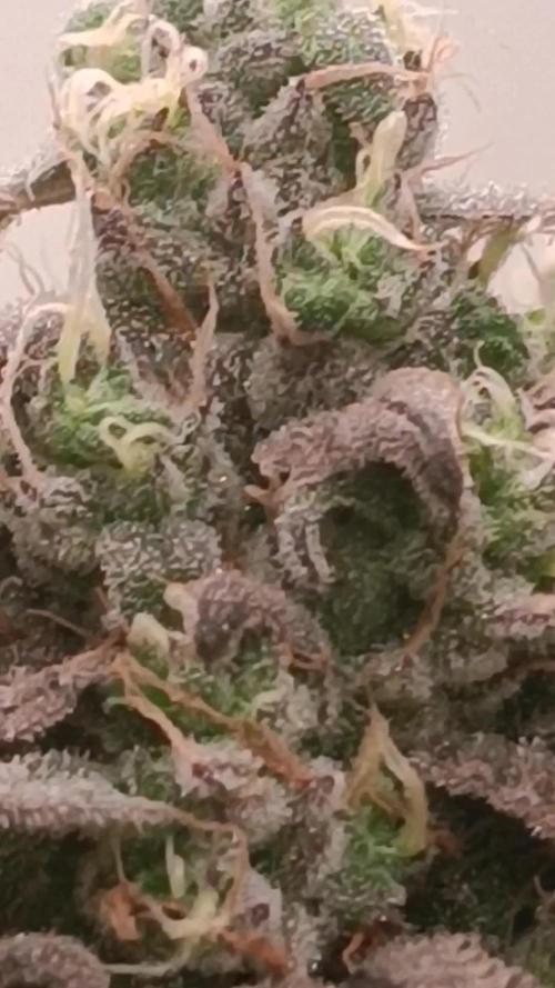 Mimosa Shot alla CampaCavallo