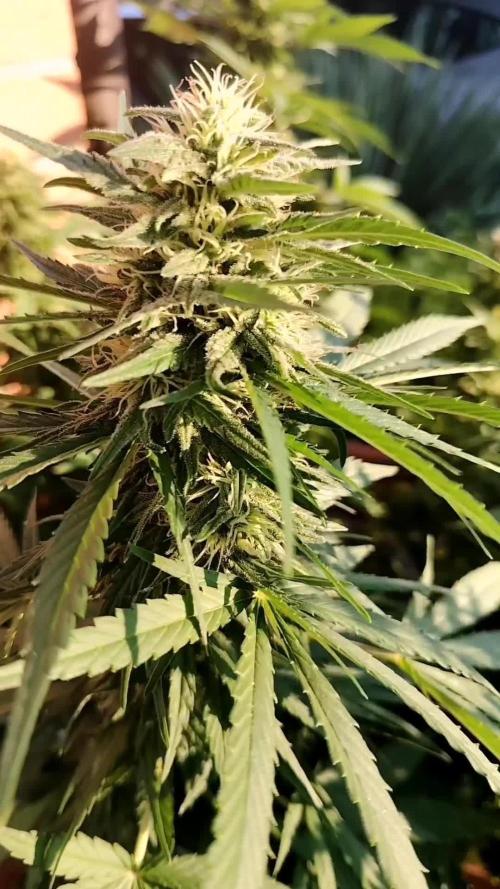 Fast Version A - CampaCavallo 4 SSSC