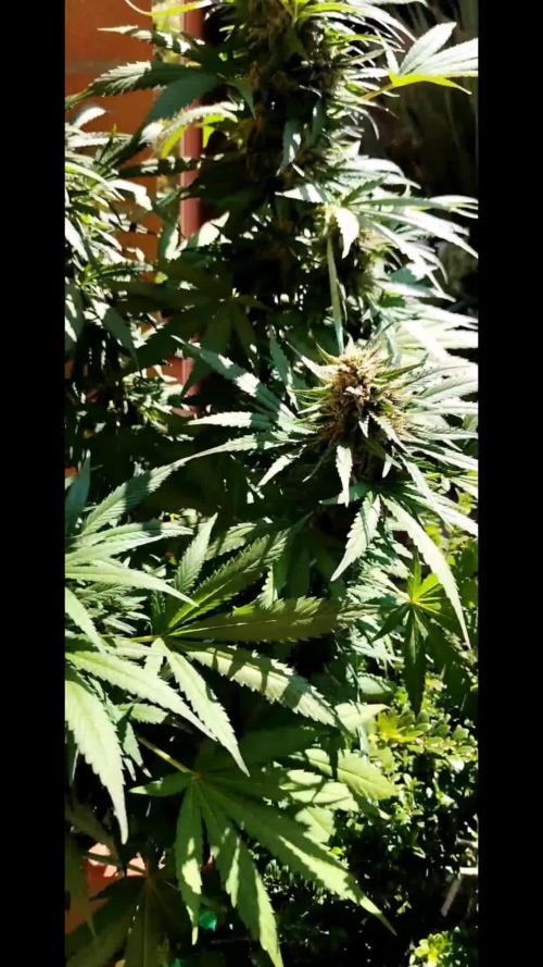 Fast Version A - CampaCavallo 4 SSSC