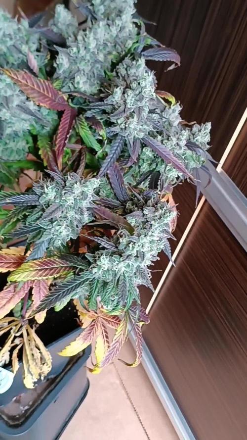 Mimosa Shot alla CampaCavallo