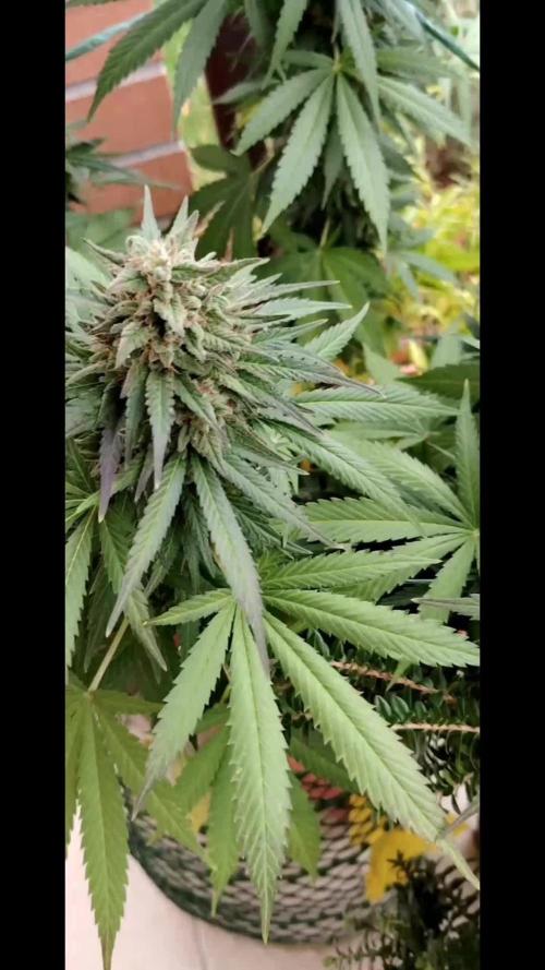 Fast Version A - CampaCavallo 4 SSSC