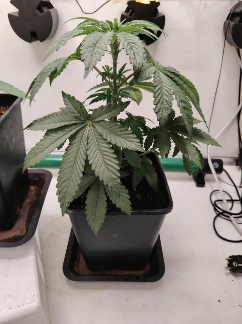 Bay Burger per CampaCavallo 🍔. Week 4 - 6.11.25