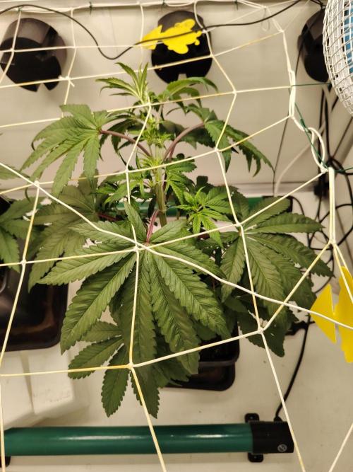 Bay Burger per CampaCavallo 🍔. Week 5 - 13.11.25