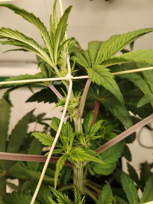 Bay Burger per CampaCavallo 🍔. Week 5 - 13.11.25