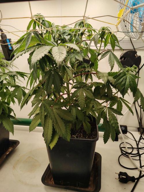 Bay Burger per CampaCavallo 🍔. Week 6 - 20.11.25