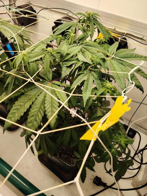 Bay Burger per CampaCavallo 🍔. Week 6 - 20.11.25