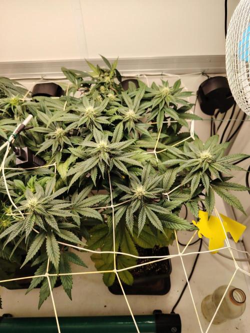 Bay Burger per CampaCavallo 🍔. Week 8 - 5.12.25