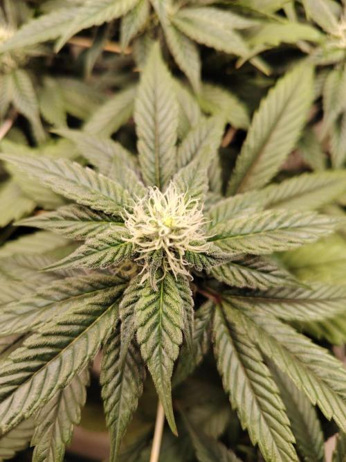 Bay Burger per CampaCavallo 🍔. Week 8 - 5.12.25