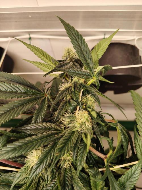 Bay Burger per CampaCavallo 🍔. Week 8 - 5.12.25