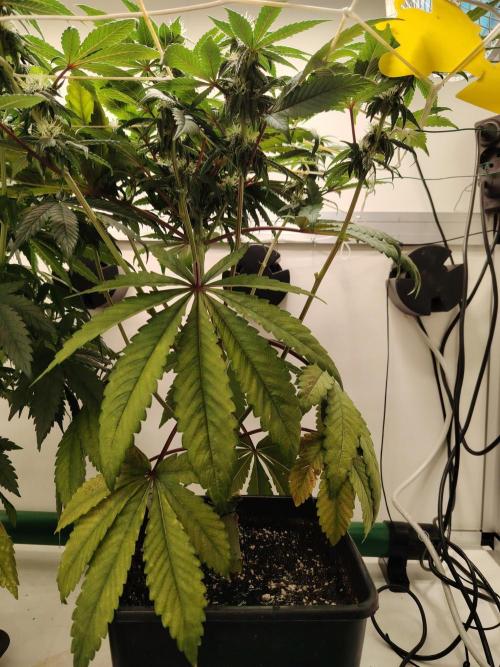 Bay Burger per CampaCavallo 🍔. Week 8 - 5.12.25