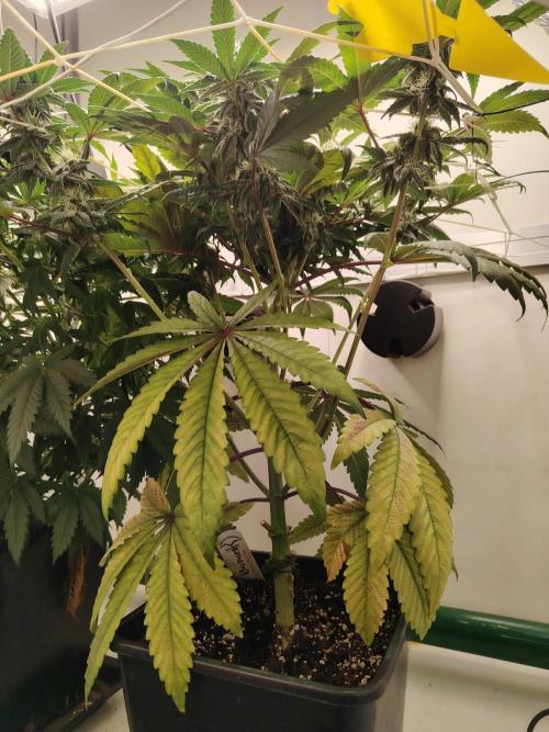 Bay Burger per CampaCavallo 🍔. Week 9 - 11.12.25