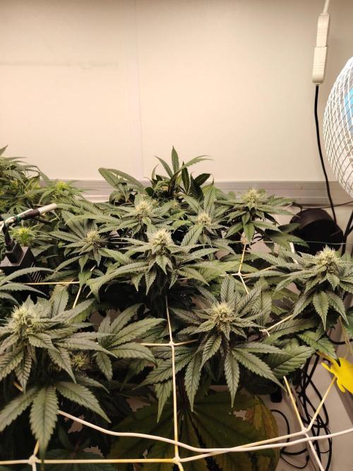 Bay Burger per CampaCavallo 🍔. Week 9 - 11.12.25