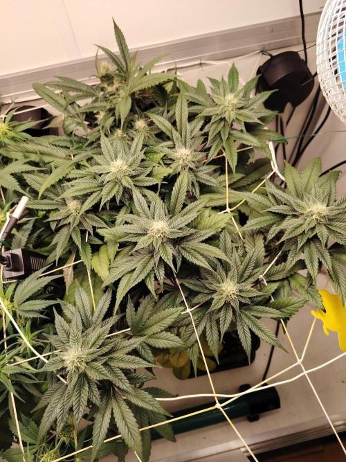 Bay Burger per CampaCavallo 🍔. Week 9 - 11.12.25