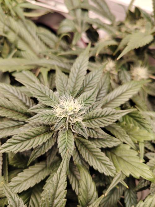 Bay Burger per CampaCavallo 🍔. Week 9 - 11.12.25