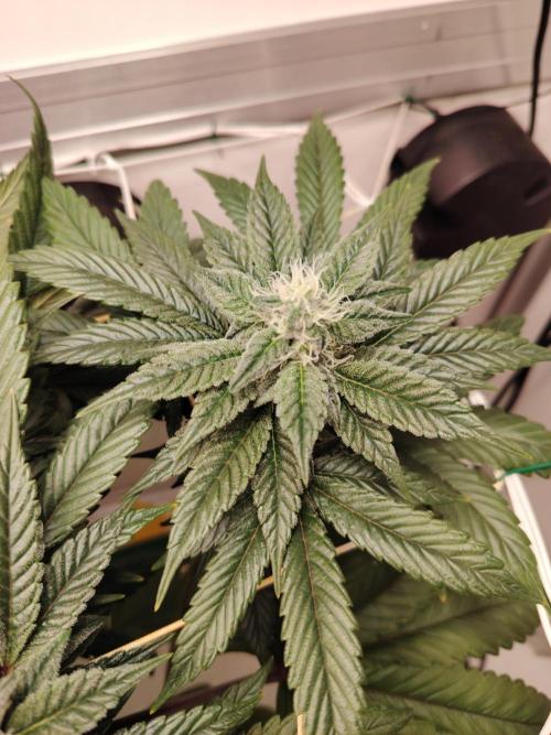 Bay Burger per CampaCavallo 🍔. Week 9 - 11.12.25