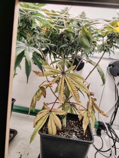 Bay Burger per CampaCavallo 🍔. Week 10 - 21.12.25