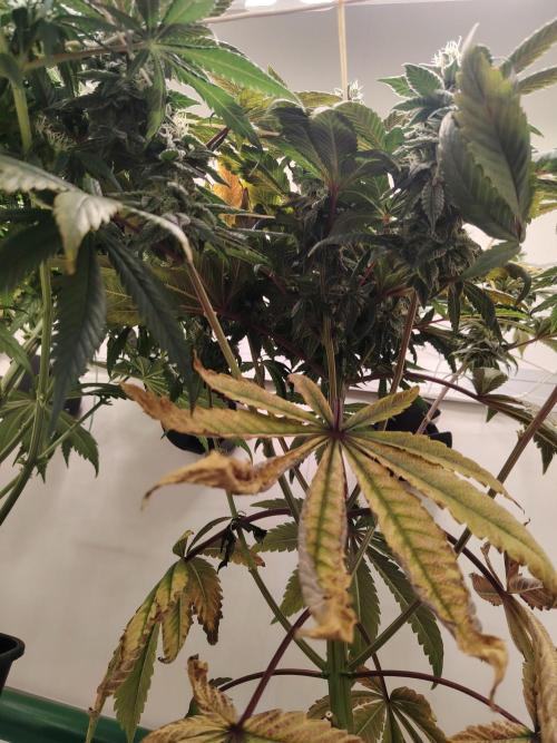 Bay Burger per CampaCavallo 🍔. Week 10 - 21.12.25