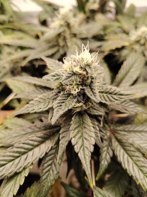 Bay Burger per CampaCavallo 🍔. Week 10 - 21.12.25