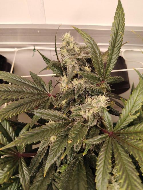 Bay Burger per CampaCavallo 🍔. Week 10 - 21.12.25