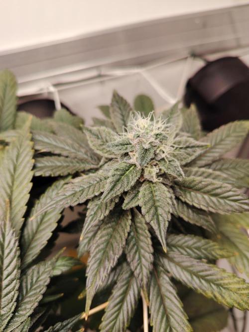 Bay Burger per CampaCavallo 🍔. Week 10 - 21.12.25