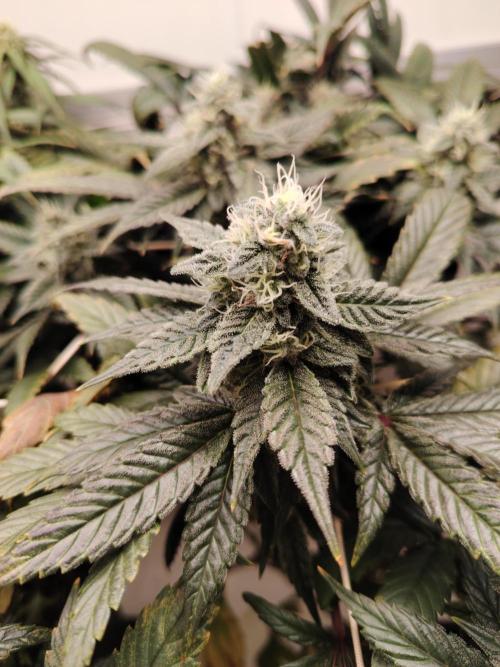 Bay Burger per CampaCavallo 🍔. Week 10 - 21.12.25