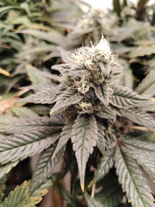 Bay Burger per CampaCavallo 🍔. Week 11 - 26.12.25