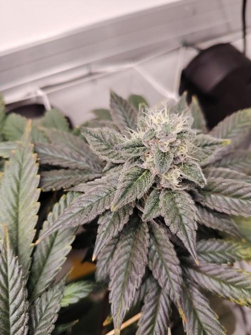 Bay Burger per CampaCavallo 🍔. Week 11 - 26.12.25