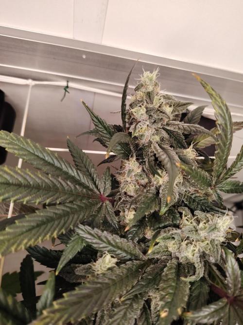 Bay Burger per CampaCavallo 🍔. Week 11 - 26.12.25