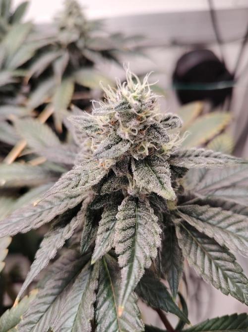 Bay Burger per CampaCavallo 🍔. Week 11 - 26.12.25