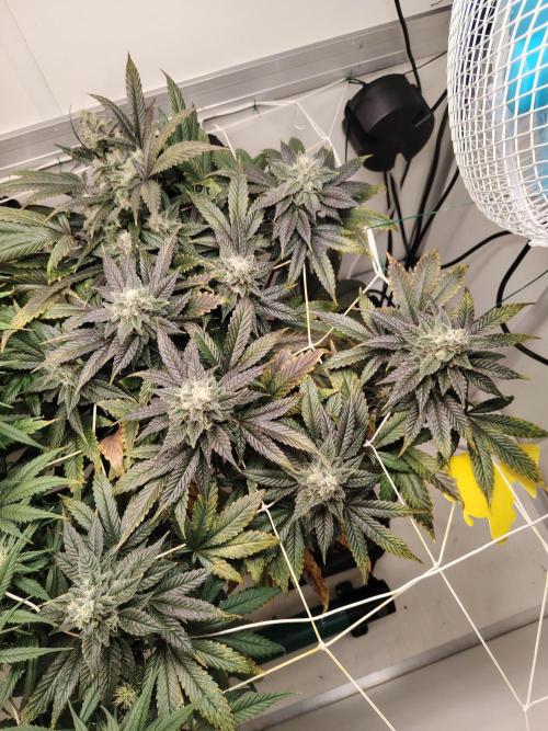 Bay Burger per CampaCavallo 🍔. Week 11 - 28.12.25