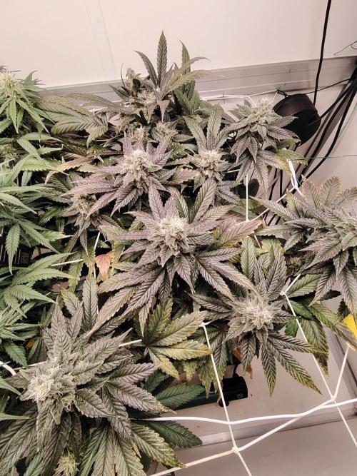 Bay Burger per CampaCavallo 🍔. Week 11 - 28.12.25