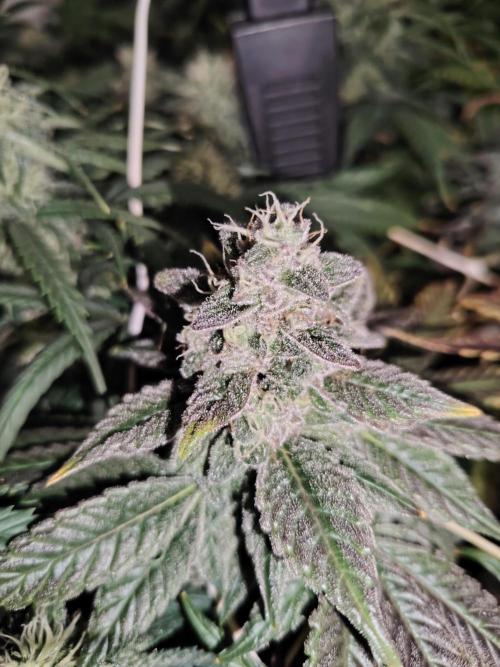 Bay Burger per CampaCavallo 🍔. Week 12 - 2.1.26