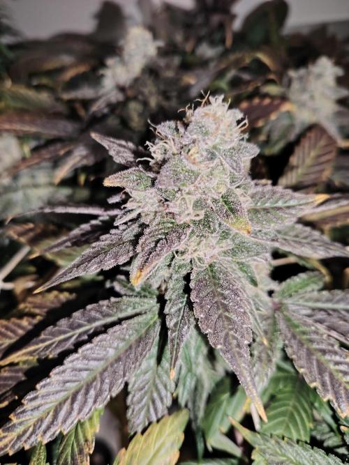 Bay Burger per CampaCavallo 🍔. Week 12 - 2.1.26