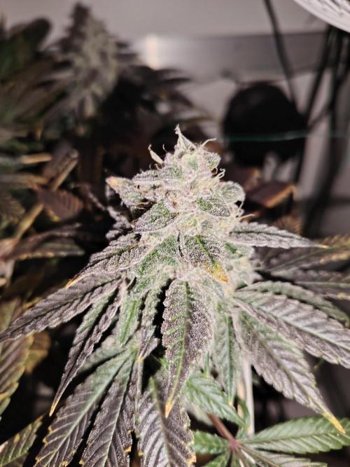 Bay Burger per CampaCavallo 🍔. Week 12 - 2.1.26