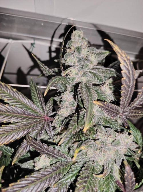 Bay Burger per CampaCavallo 🍔. Week 12 - 2.1.26