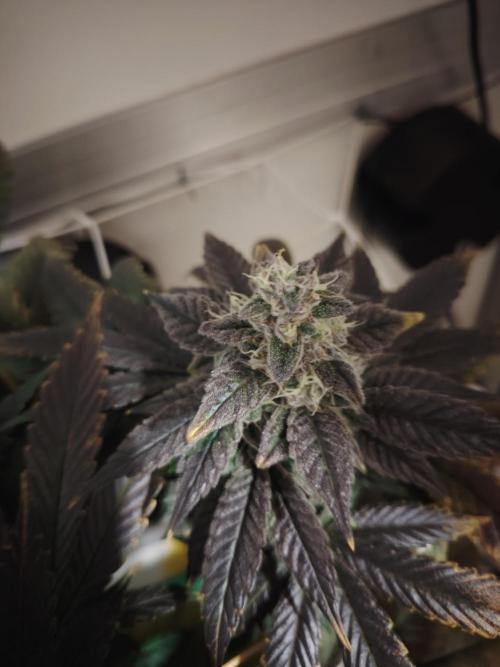 Bay Burger per CampaCavallo 🍔. Week 12 - 2.1.26