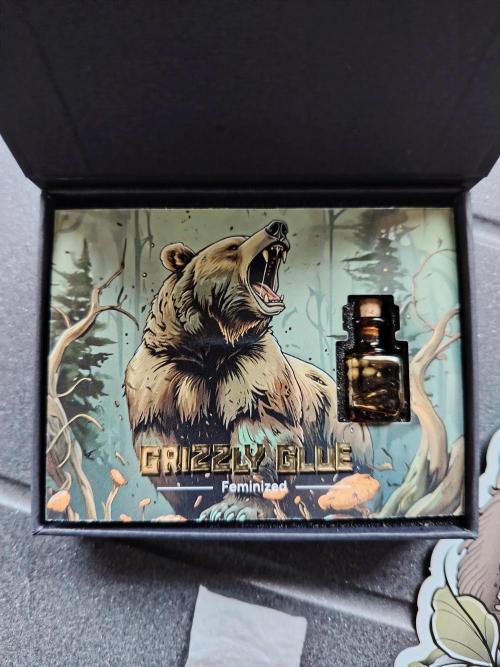 Grizzly Glue 🐻 da CampaCavallo. Week 0 - 15.10.25