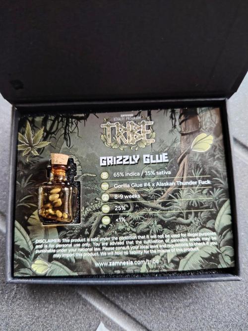 Grizzly Glue 🐻 da CampaCavallo. Week 0 - 15.10.25