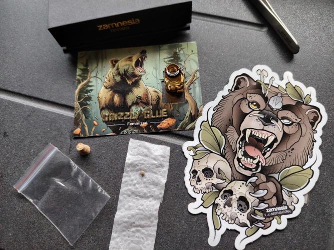 Grizzly Glue 🐻 da CampaCavallo. Week 0 - 15.10.25