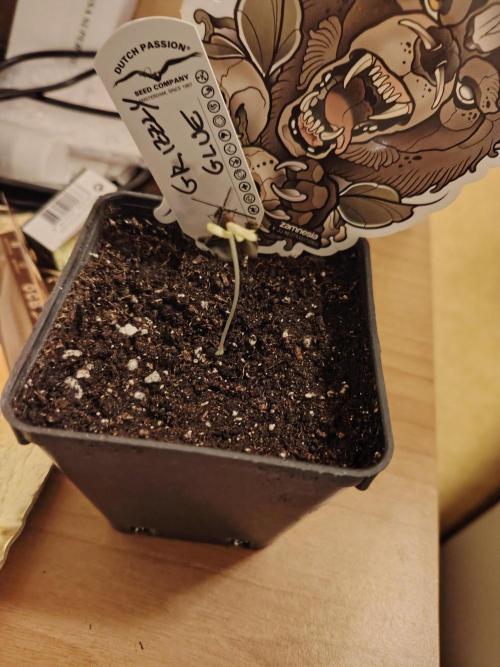 Grizzly Glue 🐻 da CampaCavallo. Week 0 - 20.10.25