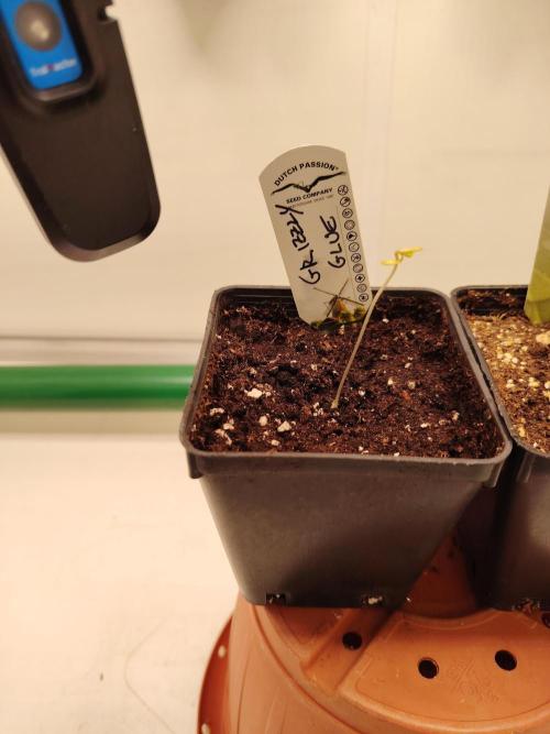 Grizzly Glue 🐻 da CampaCavallo. Week 0 - 20.10.25