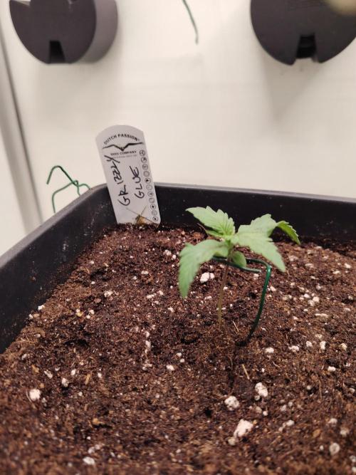 Grizzly Glue 🐻 da CampaCavallo. Week 1 - 28.10.25