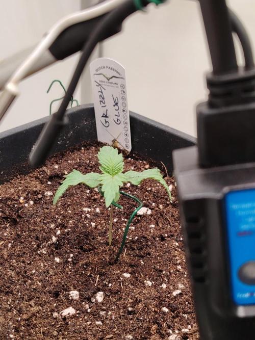 Grizzly Glue 🐻 da CampaCavallo. Week 1 - 28.10.25