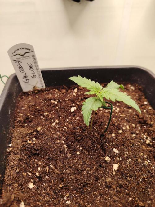 Grizzly Glue 🐻 da CampaCavallo. Week 1 - 29.10.25