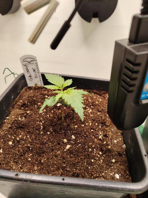 Grizzly Glue 🐻 da CampaCavallo. Week 1 - 30.10.25